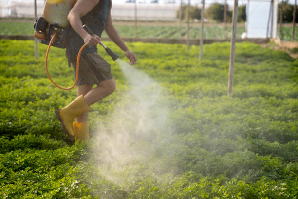 Best Affordable Pest Control Services  in Holden Heights, FL