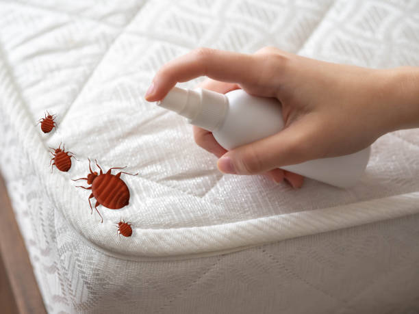 Best Pest Removal Services  in Holden Heights, FL